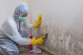 Reliable Three Oaks, FL Mold Remediation Solutions